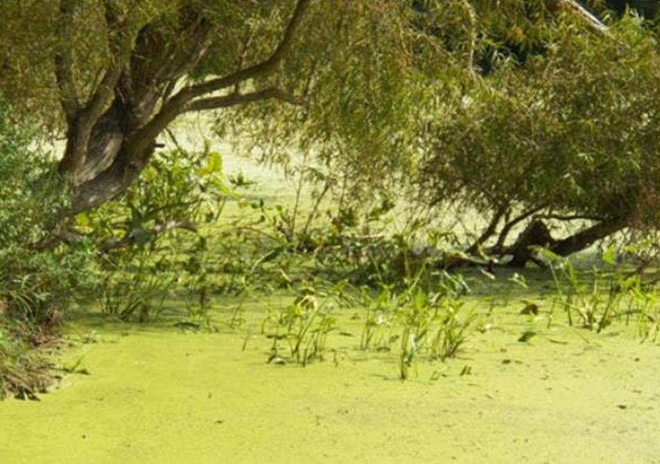 wetland landscape with pond covered in duckweed